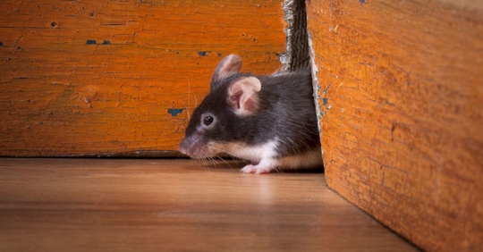 Mouse coming out of its hole