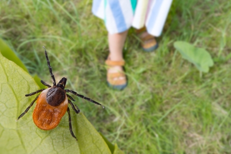 tick up above sitting on a leaf