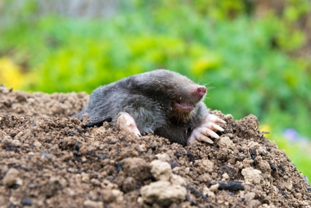 mole digging a hole in a yard