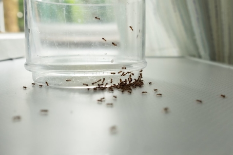 ants under a jar