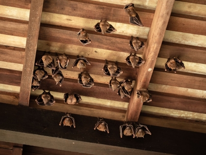 bats hanging in attic of a home