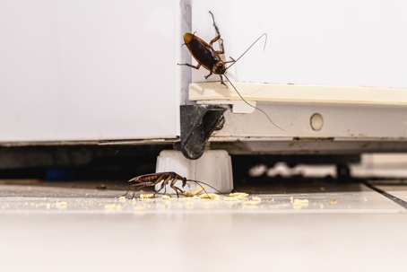cockroach eating a snack under the fridge