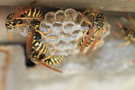 wasps making a nest