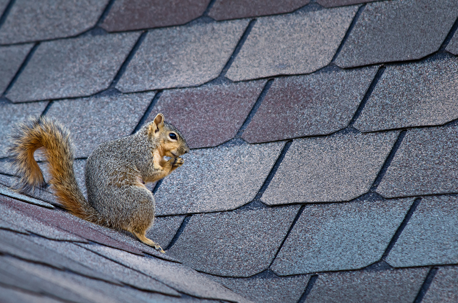 squirrel sitting on a roof