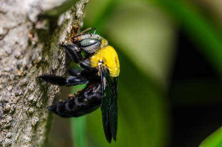 carpenter bee on a tree