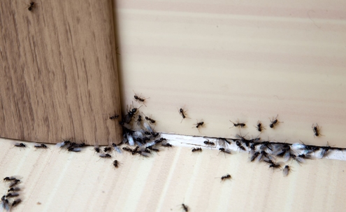 ants crawling around base boards