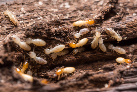 termites crawling all over the place