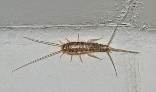 silverfish sitting on the wall