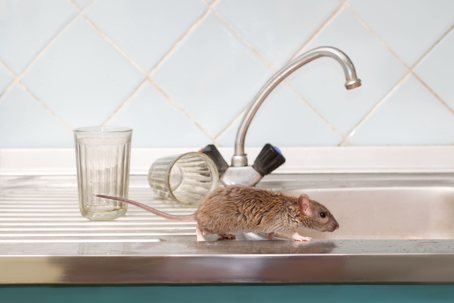 rat walking next to faucet sink