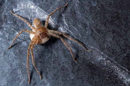 brown recluse spider guarding eggs