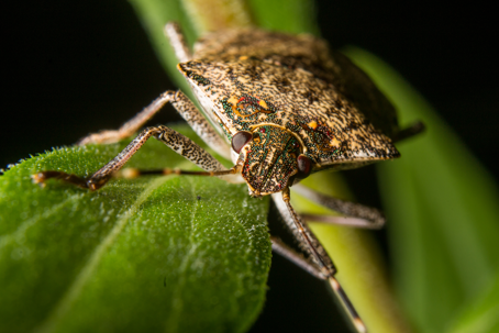 stink bug on a leaf