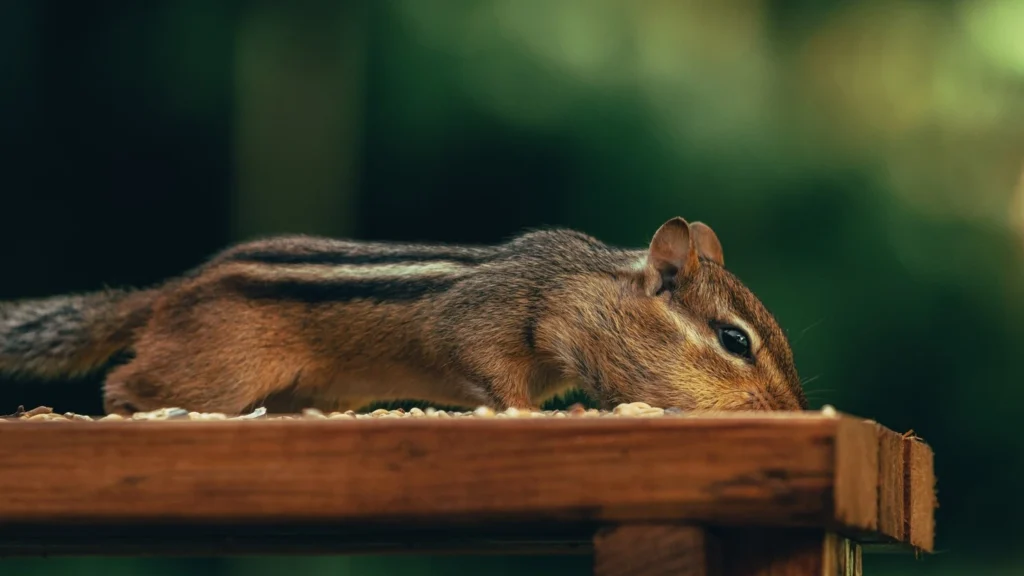 Squirrels in My House
