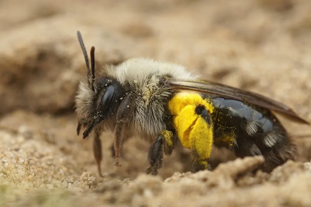 Carpenter Bees