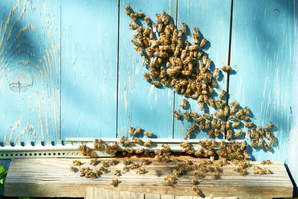 Bee and Wasp Nests