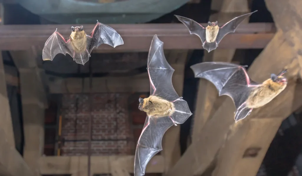 Five bats flying beneath wooden attic beams with wings spread, bodies mid-flight