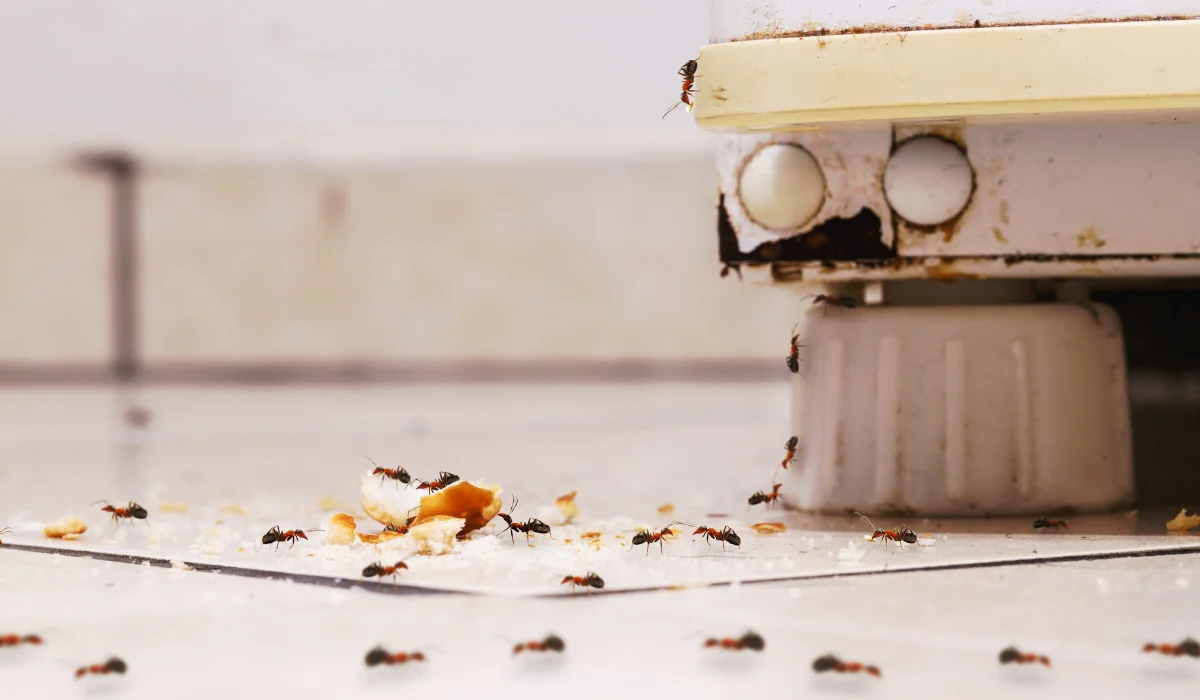 Grease Ants in Kitchens: What They Are and Prevention Tips