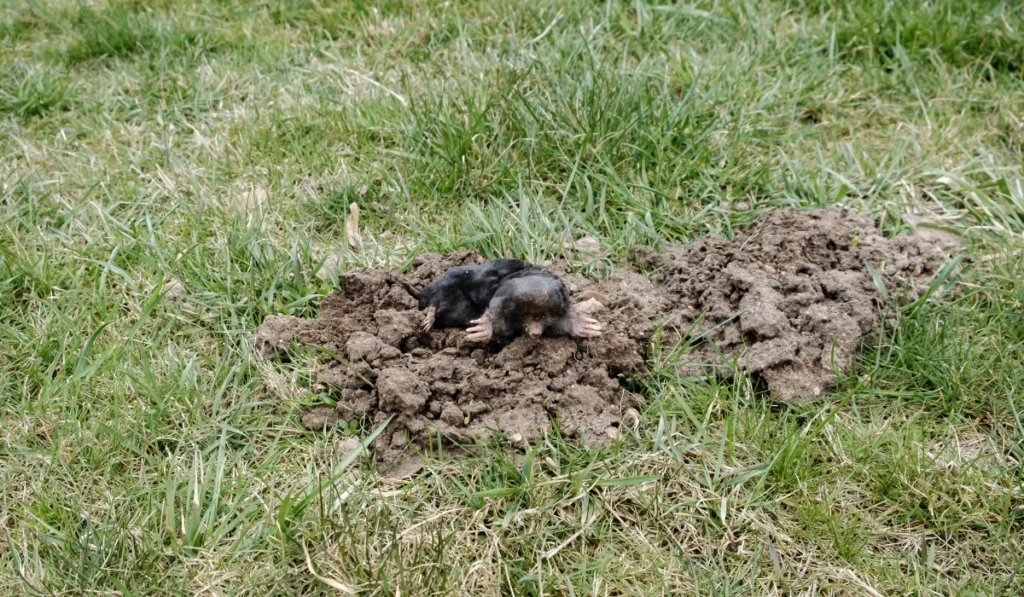 mole in yard