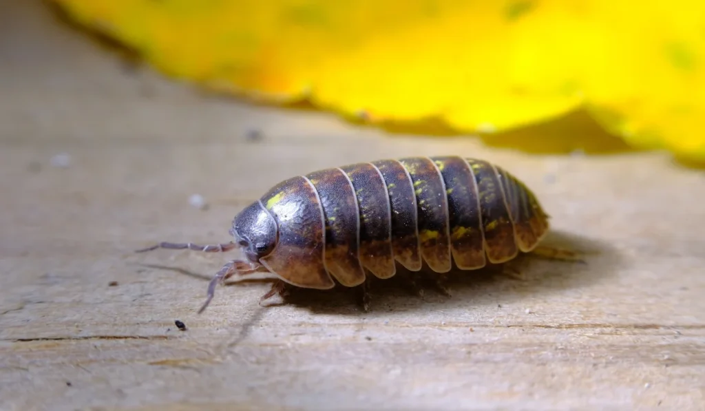 pill bug