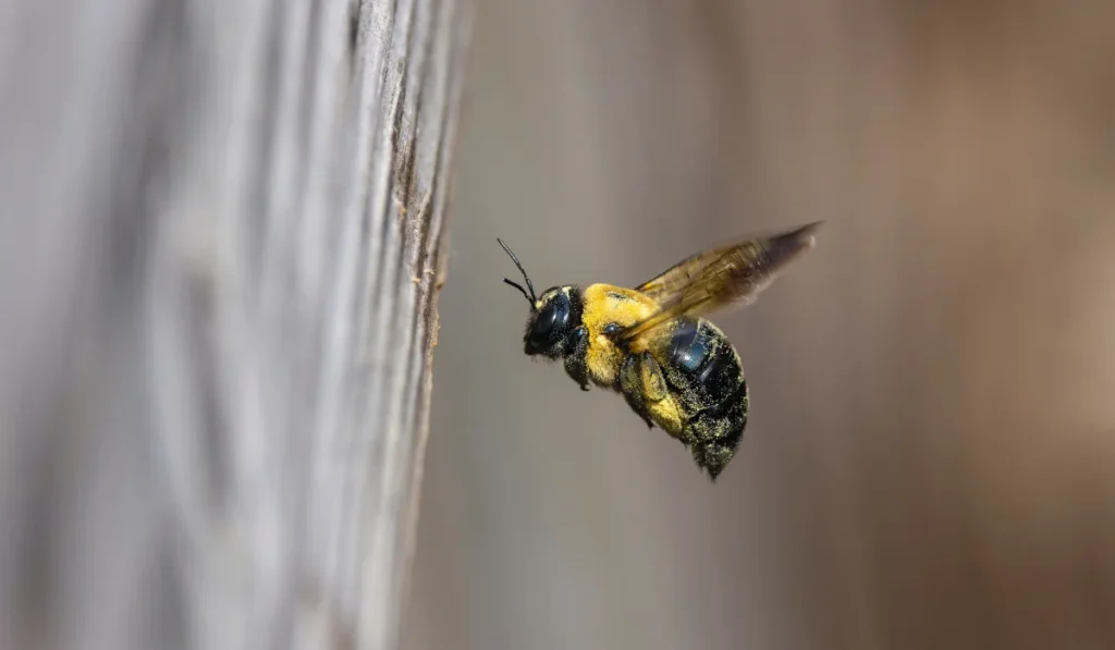 Carpenter bee covered in yellow pollen hovering beside a vertical weathered wooden board