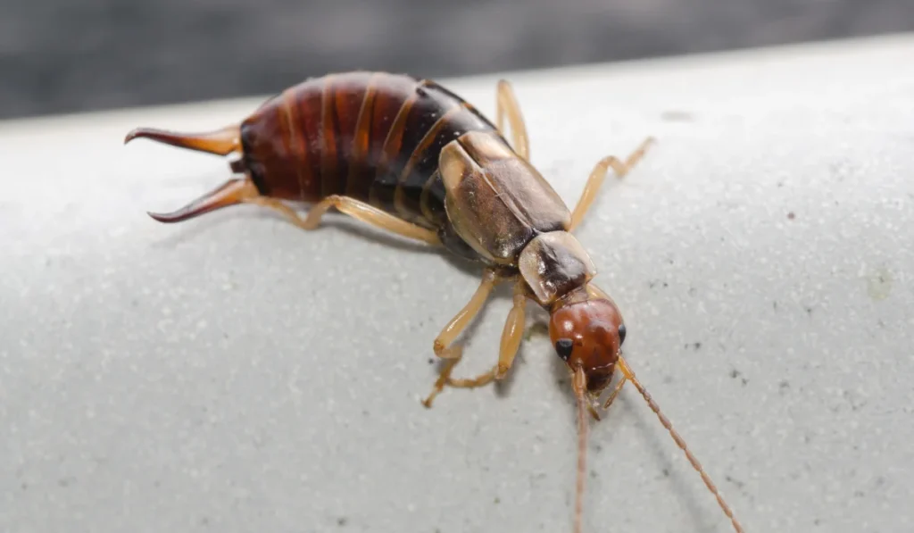 Earwig Crawling