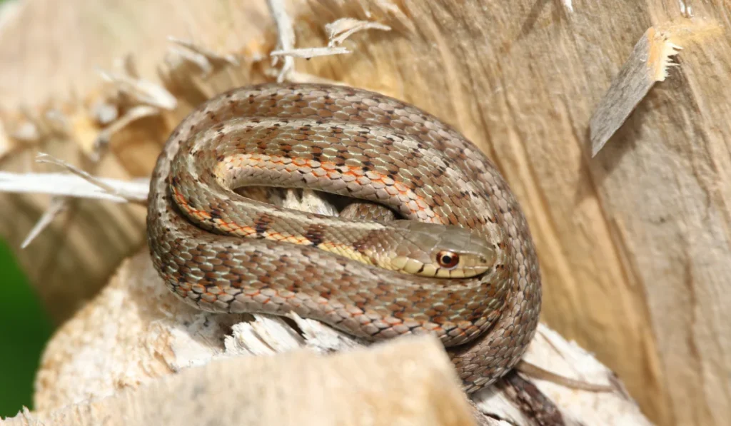 Eastern Gartersnake
