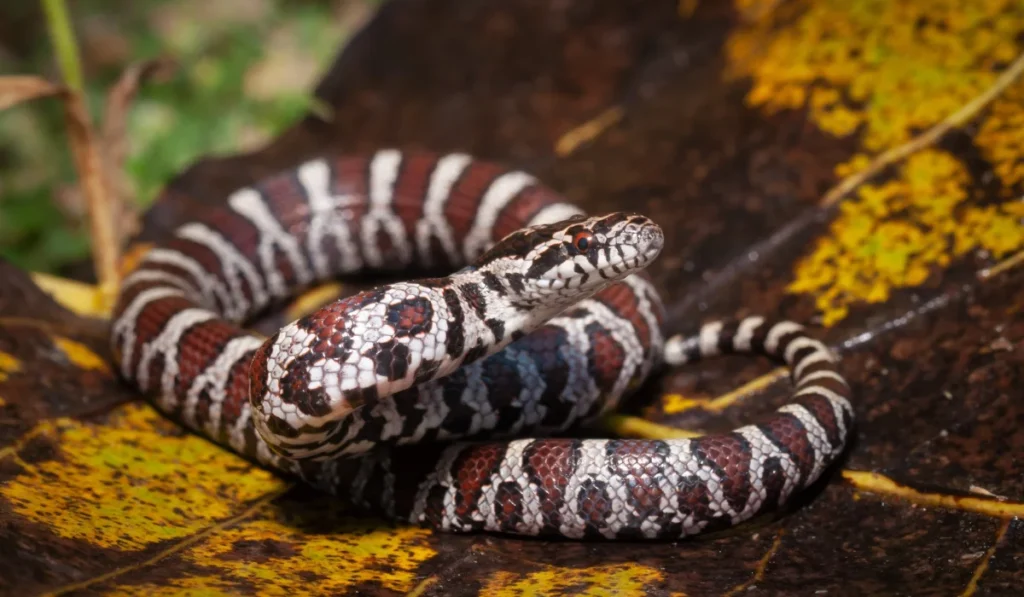 Eastern Milksnake