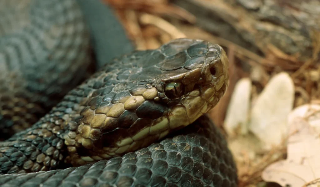 Northern Cottonmouth (Water Moccasin)