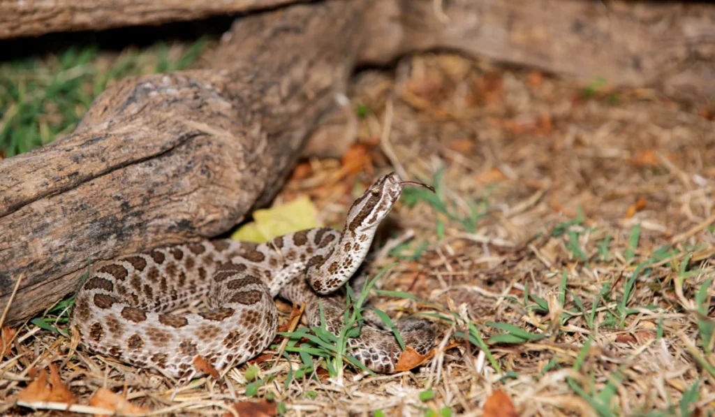 Prairie Massasauga