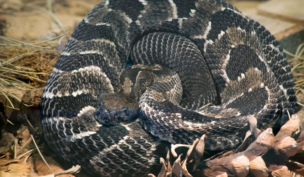 Timber Rattlesnake