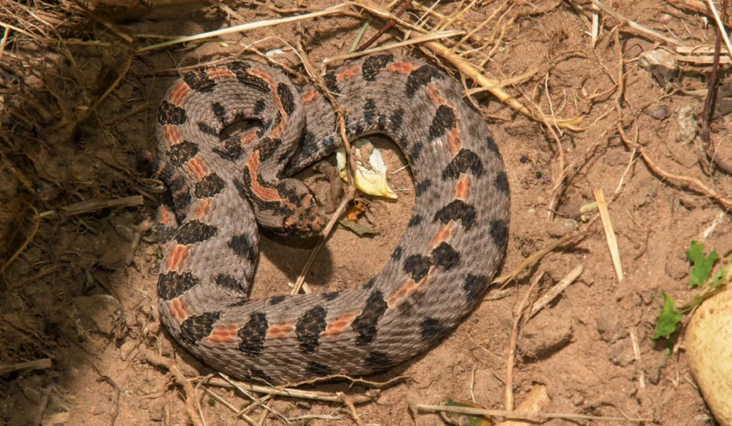 Western Pygmy Rattlesnake