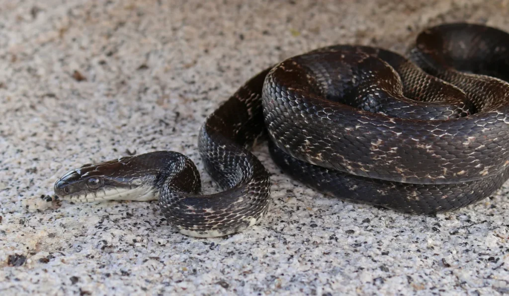 Western Ratsnake