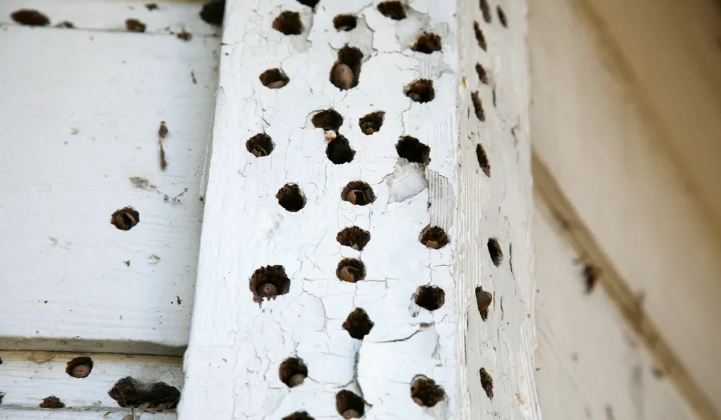 Multiple round holes and chipped paint in white exterior siding and trim from woodpecker pecking