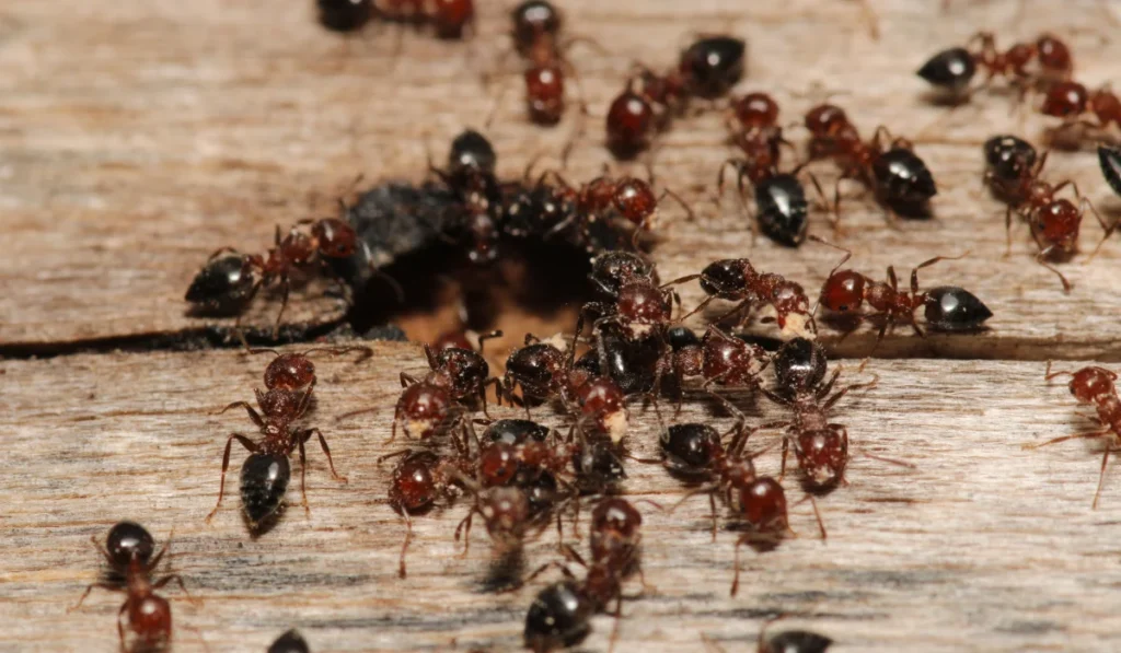 carpenter ants wood damage