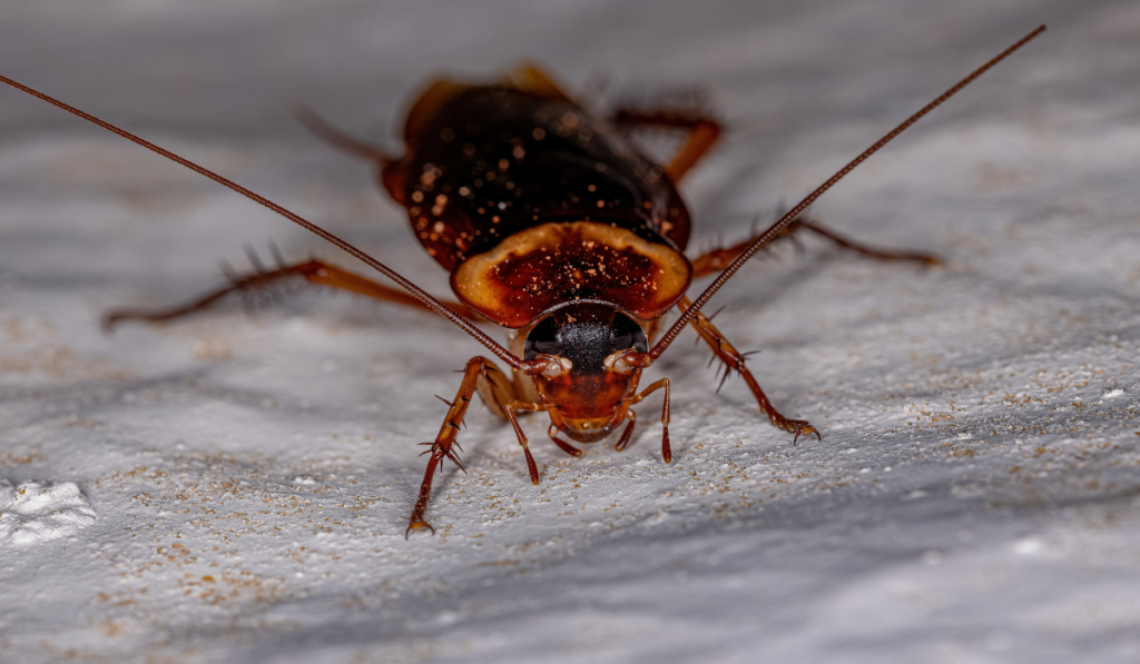 cockroach