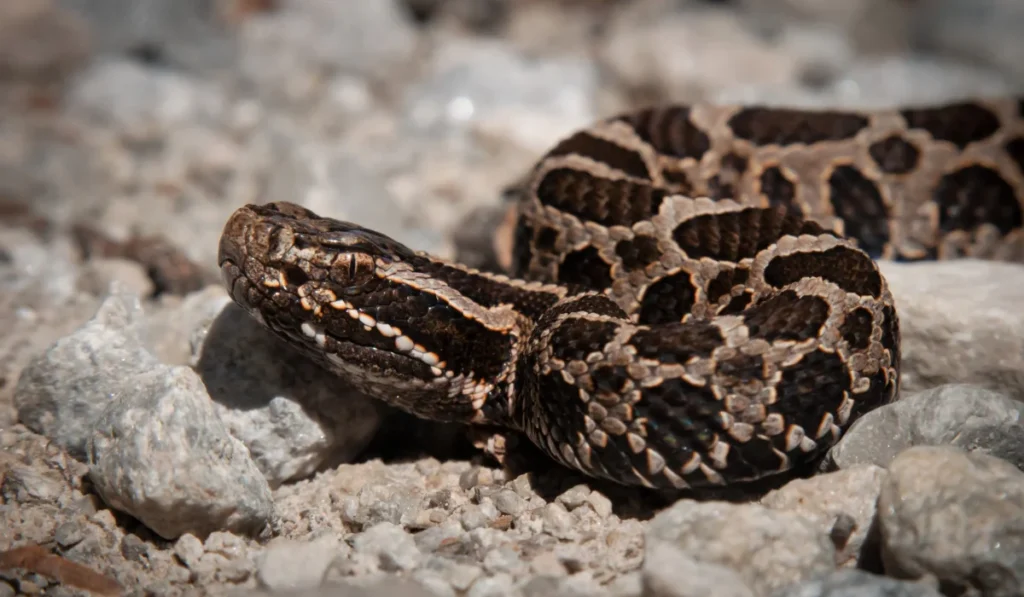 eastern massasauga