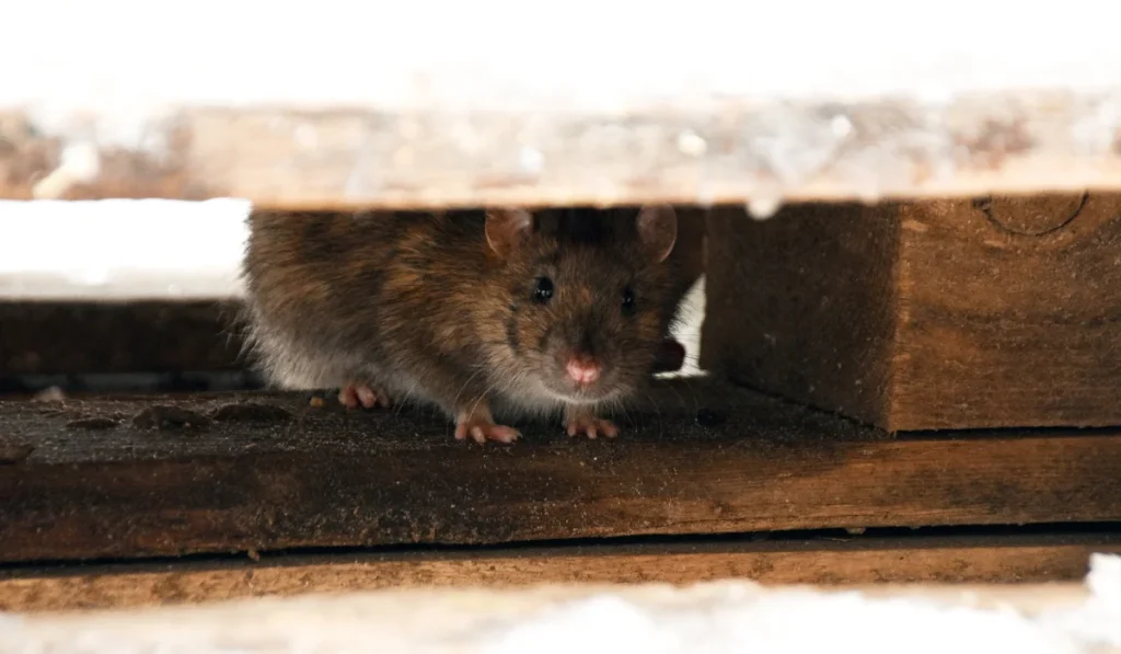 rodent during the day
