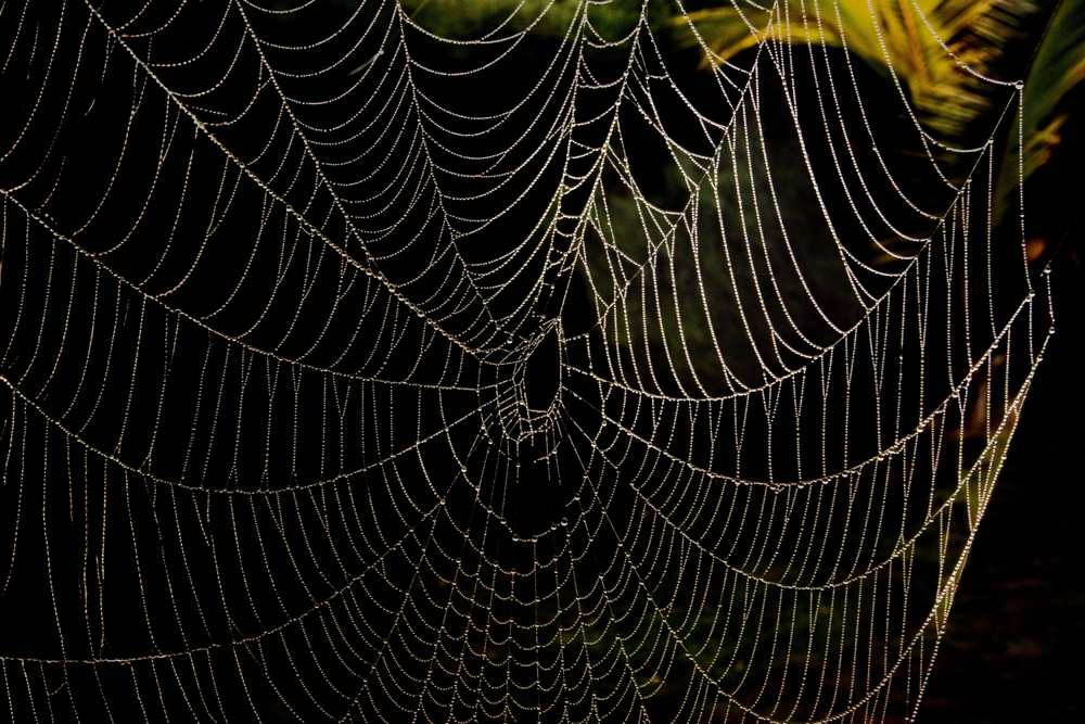 spider