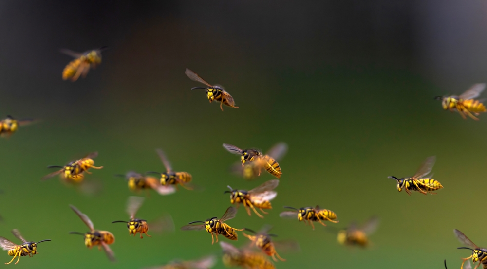 wasps