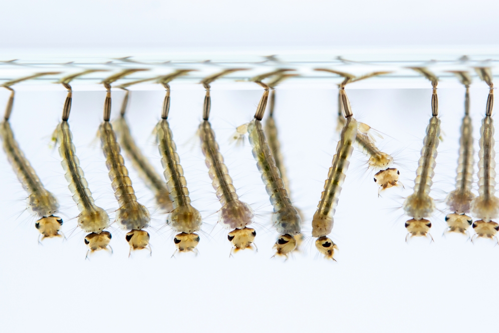mosquito larvae