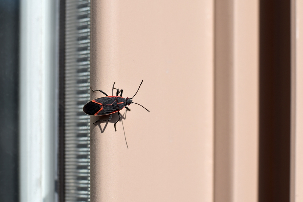 Boxelder bug