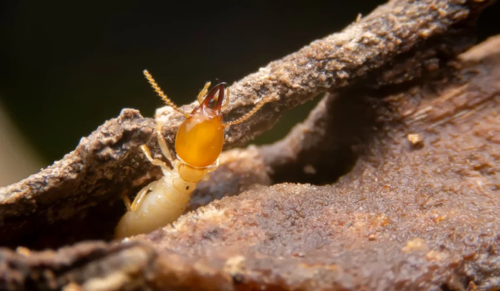 Close-up pale termite with amber head emerging from a narrow tunnel in damaged wood