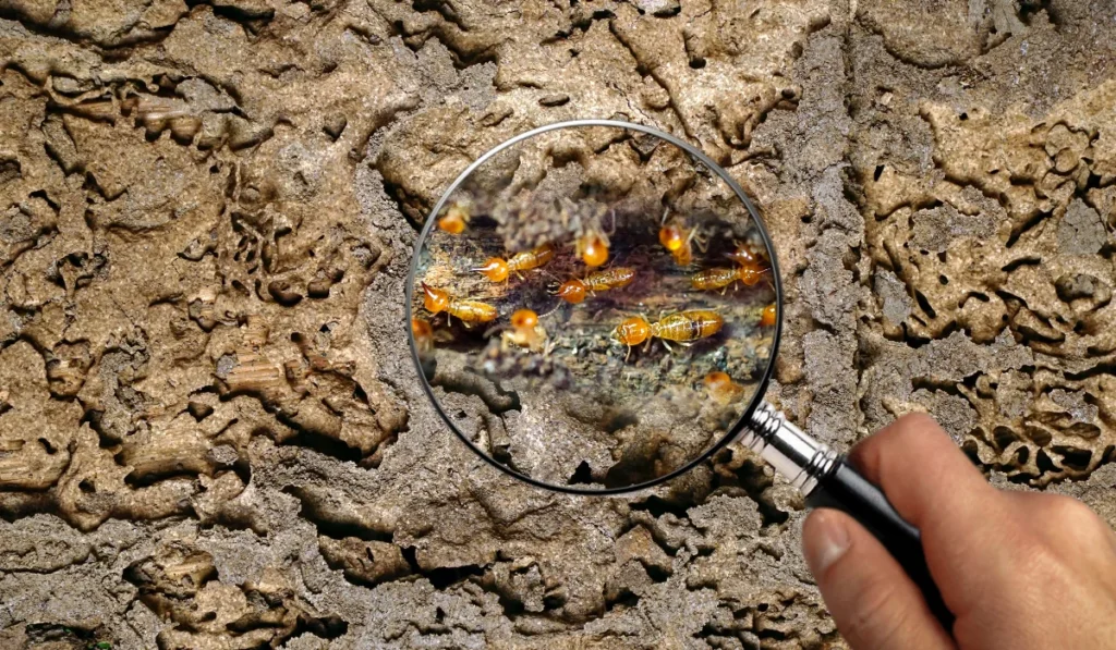termite infestation