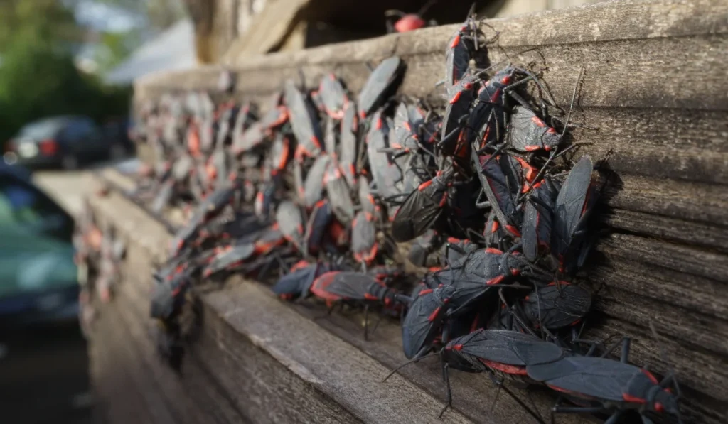 Cluster of dozens of red-and-black boxelder bugs crowded on weathered wooden siding