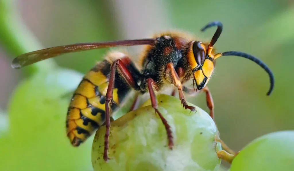 European Hornet
