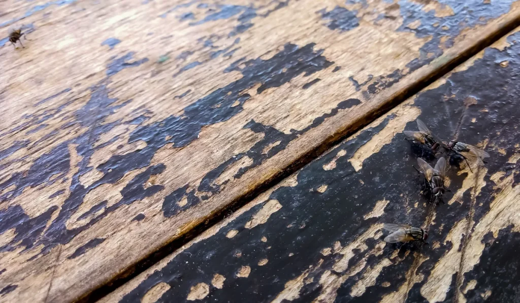 cluster flies