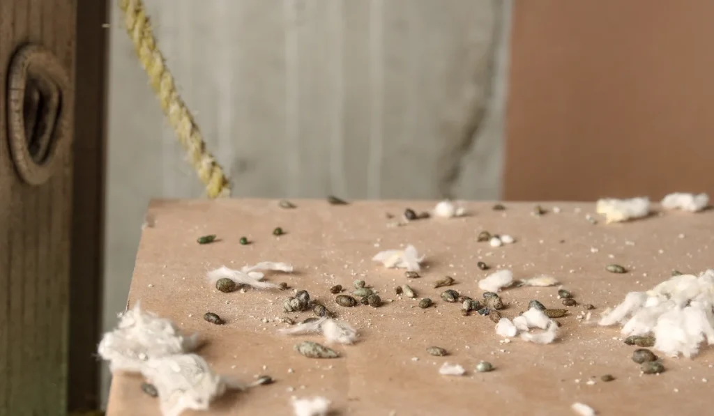 Mouse droppings and bits of torn insulation or nesting material scattered on cardboard under shelving