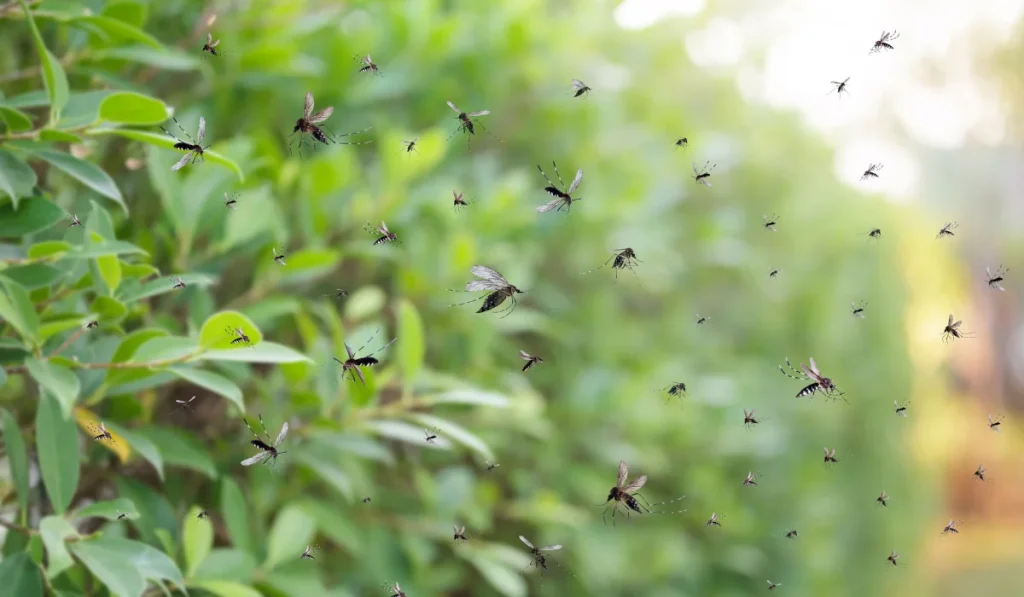 Swarm of mosquitoes flying near green leafy shrubs, illustrating peak mosquito activity