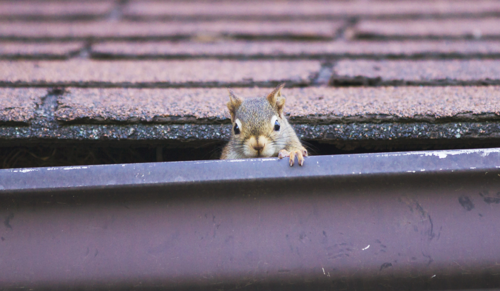 squirrel in attic
