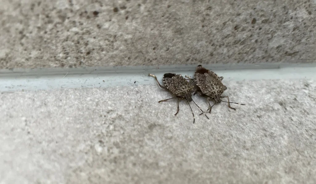stink bugs