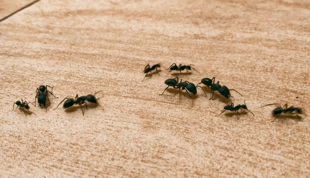 Line of large black carpenter ants walking across a wooden surface near a seam